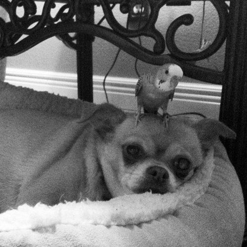 Best Buds Best Buds
