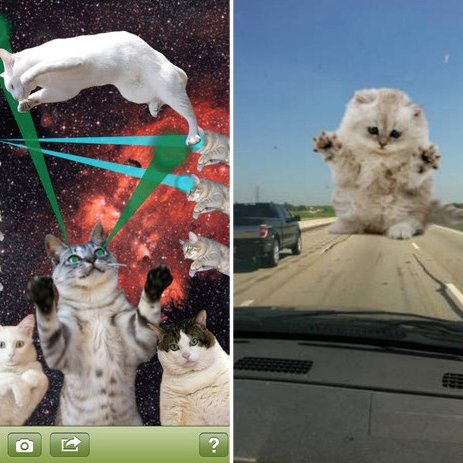 Cat Photo Apps