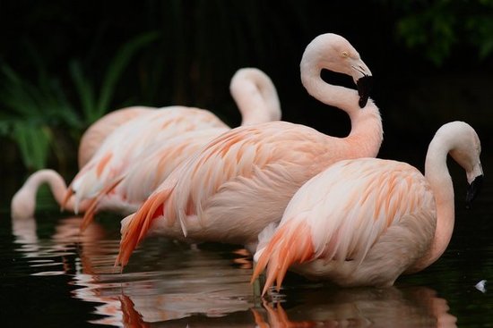 Flamingos are strong swimmers and flyers but prefer wading. The birds are also monogamous and lay only a single egg each year.
Source: Flickr user bendus
Flamingos are strong swimmers and flyers but prefer wading. The birds are also monogamous and lay only a single egg each year.
Source: Flickr user bendus