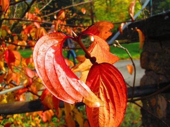 Autumn Leaves in Wasserfallen - BL - Switzerland