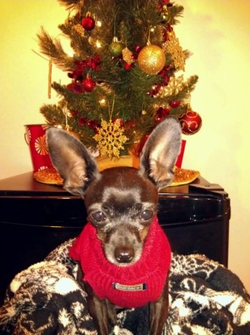 IT contractor David Billings helped his Chihuahua, Lola, get in the holiday spirit.
IT contractor David Billings helped his Chihuahua, Lola, get in the holiday spirit.