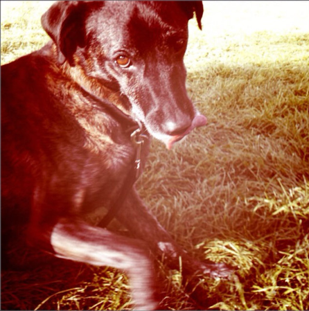 HR Generalist Lee Phillips's Labrador-Pointer mix, Zeke, looks camera-shy despite being superhandsome!
HR Generalist Lee Phillips's Labrador-Pointer mix, Zeke, looks camera-shy despite being superhandsome!