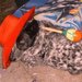 Kouta Dog