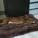 Adoption Day