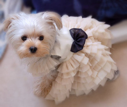 Here's a custom-made small dog dress ($168) that's sure to cause some serious envy among your pup's friends, whether your canine is heading out to a special event or simply dressing up for fun at home.
Here's a custom-made small dog dress ($168) that's sure to cause some serious envy among your pup's friends, whether your canine is heading out to a special event or simply dressing up for fun at home.