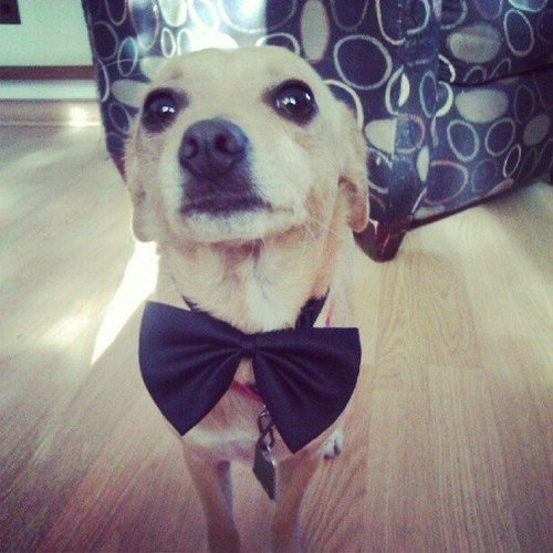 This pup is ready for his close-up.
Source: Instagram user tessie7719
This pup is ready for his close-up.
Source: Instagram user tessie7719