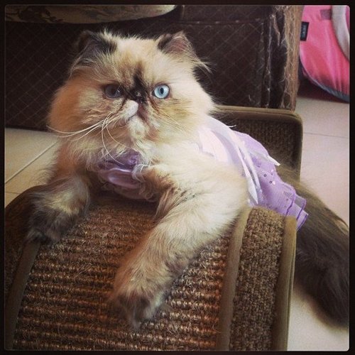 Here's a cat that knows how to wear a dress.
Source: Instagram user aziaheleena86
Here's a cat that knows how to wear a dress.
Source: Instagram user aziaheleena86