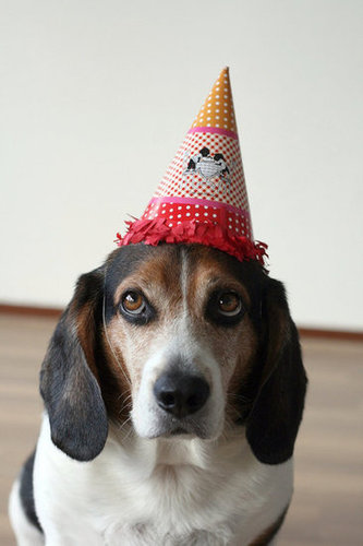 Sure, this pup might not look totally enthused about wearing his party hat, but he's sure darn cute.
Source: Flickr user prettyinpink
Sure, this pup might not look totally enthused about wearing his party hat, but he's sure darn cute.
Source: Flickr user prettyinpink