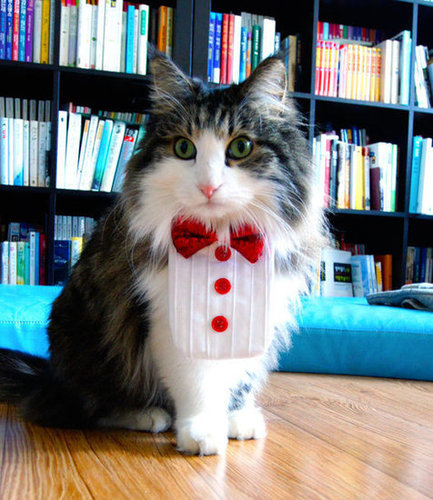 Your furry friend will be ready for any black-tie event while donning this pet-tastic tuxedo collar ($13).
Your furry friend will be ready for any black-tie event while donning this pet-tastic tuxedo collar ($13).