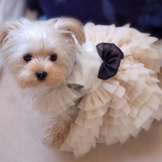 Dressed-Up Pets