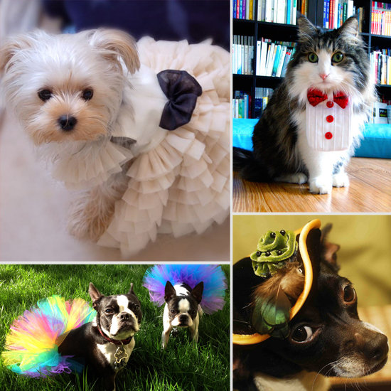 Pets Don Their Finest Duds Pets Don Their Finest Duds
