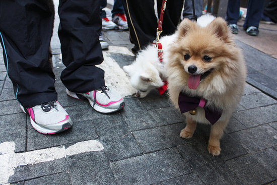 Red-Carpet-Ready! At-Home Dog Grooming Tips Red-Carpet-Ready! At-Home Dog Grooming Tips