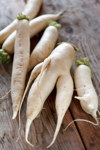 Daikon Radish Daikon Radish