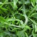 Arugula