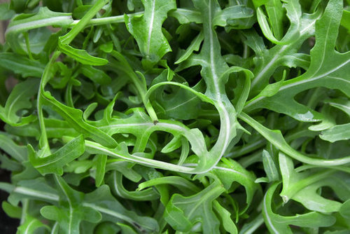 Arugula Arugula