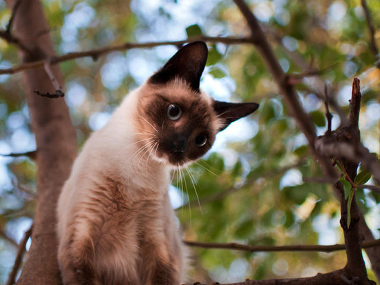 Known for their vocal abilities, Siamese cats make a variety of noises to communicate their desires and needs to human companions. Although not considered to be a highly affectionate breed, Siamese cats are very intelligent and can be taught to fetch and to understand simple commands.
Source: Flickr user FreddieBrown
Known for their vocal abilities, Siamese cats make a variety of noises to communicate their desires and needs to human companions. Although not considered to be a highly affectionate breed, Siamese cats are very intelligent and can be taught to fetch and to understand simple commands.
Source: Flickr user FreddieBrown