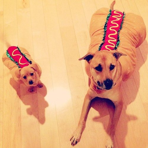 Lauren Conrad shared this precious picture of her hot dogs decked out for Halloween.
Source: Instagram user laurenconrad
Lauren Conrad shared this precious picture of her hot dogs decked out for Halloween.
Source: Instagram user laurenconrad
