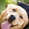 Toxic Foods For Dogs