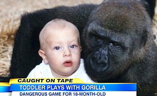(VIDEO) 18-Month-Old Baby Plays With Gorillas In Controversial Video