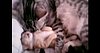 Say Aww: Mommy and Baby Cat Viral Video Makes Hearts Melt