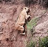 Lion Cub Rescued by his Mom as He Cries Out for Help (PHOTOS)