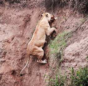 Lion Cub Rescued by his Mom as He Cries Out for Help (PHOTOS)
