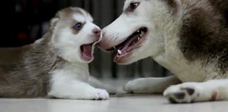 Husky Mom & Adorable Puppy at Play (VIDEO)