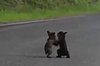 Cute Baby Bears Wrestling (VIDEO)