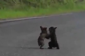 Cute Baby Bears Wrestling (VIDEO)