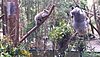 Frightened Baby Koala Rescued By Its Mom