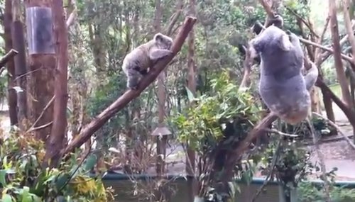 Frightened Baby Koala Rescued By Its Mom