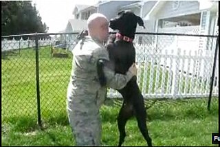 Soldier Reunited with Emotional Dog (VIDEO)
