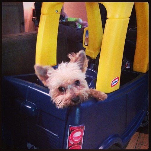 Lil Luca Comrie's Little Tikes coupe was carjacked by a cute companion.
Source: Twitter user HilaryDuff
Lil Luca Comrie's Little Tikes coupe was carjacked by a cute companion.
Source: Twitter user HilaryDuff