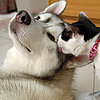 Pets Kissing | Pictures