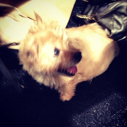 Designer Lela Rose's dog Stitch spotted backstage.
Designer Lela Rose's dog Stitch spotted backstage.