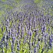 Lavender Fields in Hvar