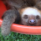 Cute Animal Video of the Day: Bucket of Sloths! Cute Animal Video of the Day: Bucket of Sloths!