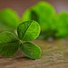 Make Leprechaun Traps