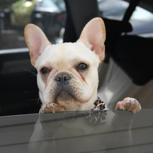 Pardon me, do you have any Grey Poupon?
Source: Instagram user princessleiathefrenchie
Pardon me, do you have any Grey Poupon?
Source: Instagram user princessleiathefrenchie