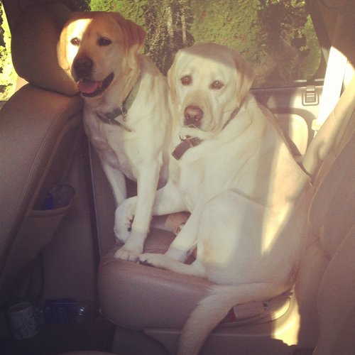 It's puppy love.
Source: Instagram user mandinvilla
It's puppy love.
Source: Instagram user mandinvilla