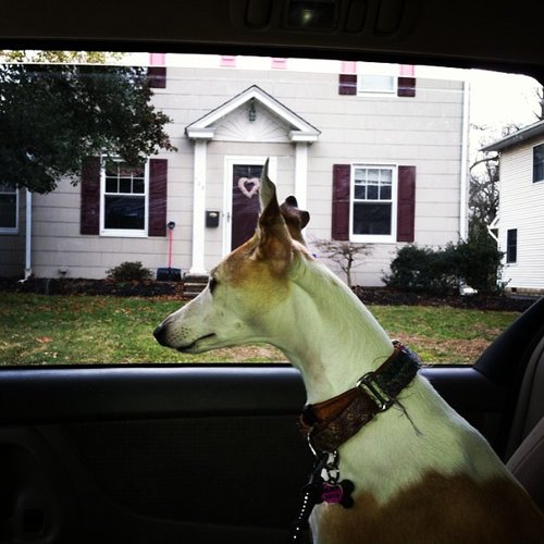 No, the yard isn't big enough. Will I ever find the perfect home?
Source: Instagram user davepowitz
No, the yard isn't big enough. Will I ever find the perfect home?
Source: Instagram user davepowitz