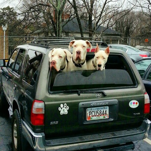 Who's ready to tailgate? We brought the hot dogs!
Source: Who's ready to tailgate? We brought the hot dogs!
Source:
