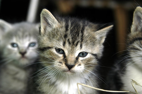 "I may be a kitten, but I'm old enough to know when you're being stupid."
"I may be a kitten, but I'm old enough to know when you're being stupid."