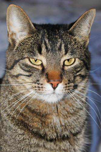 "I disapprove."
"I disapprove."