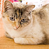 Catnip Reviews