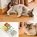 Planet Petco Natural Catnip