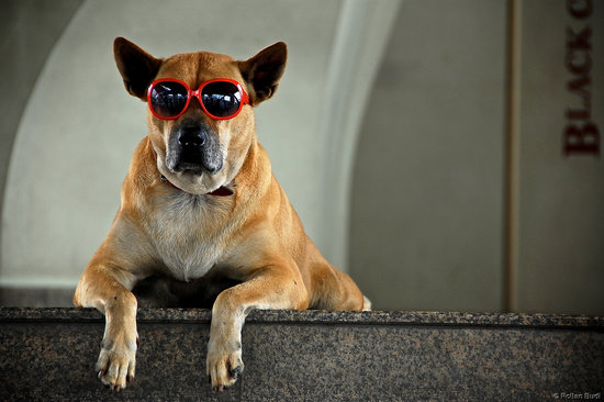 Top Dog: Popular Pup Names and Their Meanings Top Dog: Popular Pup Names and Their Meanings