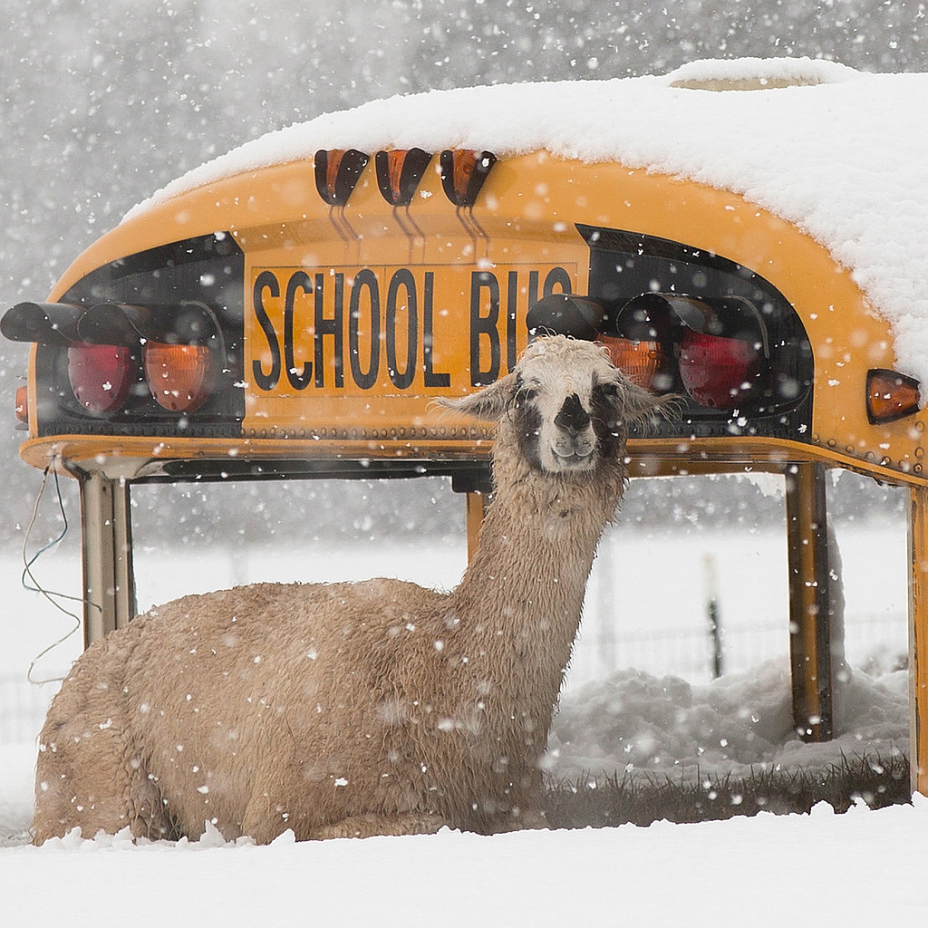 Snow Day Snow Day