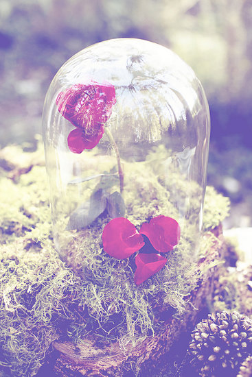 Beauty and the Beast Rose Beauty and the Beast Rose
