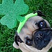 Rock the Shamrock 